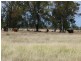 ” Blairmack”, Muckadilla QLD 4461