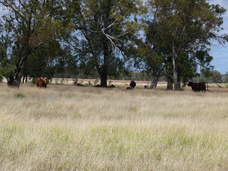 ” Blairmack”, Muckadilla QLD 4461