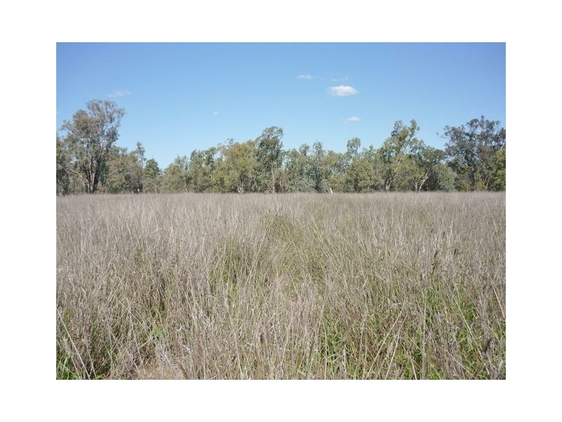 Villacoola L1 Carnarvon Highway, Surat QLD 4417