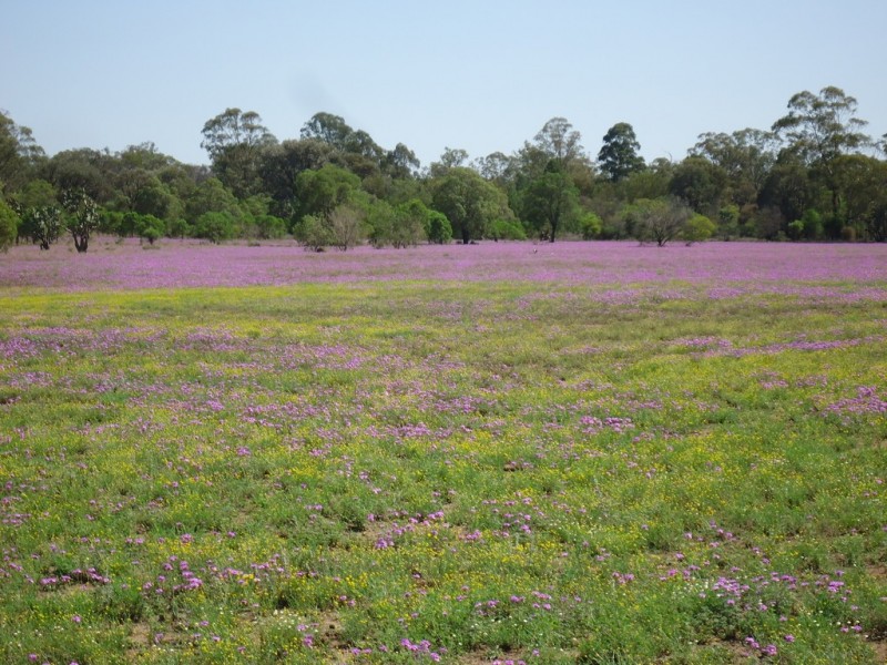 309 Gazzard Road, Tara QLD 4421