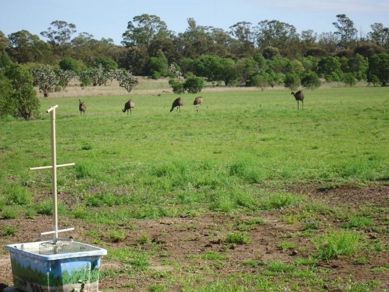 309 Gazzard Road, Tara QLD 4421