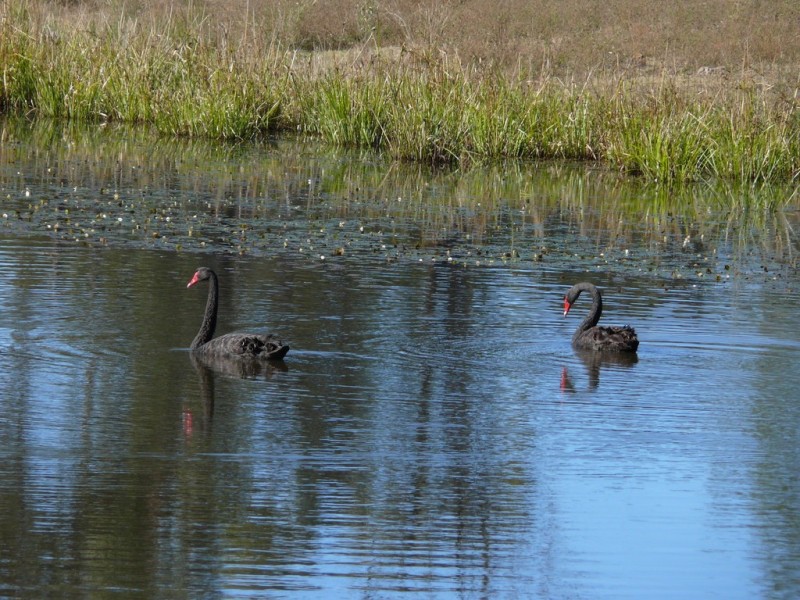 ” Cooba”, Glenmorgan QLD 4423