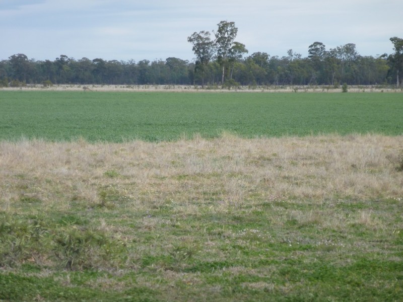” WEIR RIVER “, Moonie QLD 4406