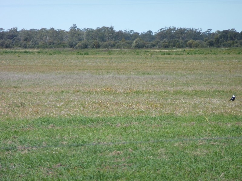 ” WEIR RIVER “, Moonie QLD 4406