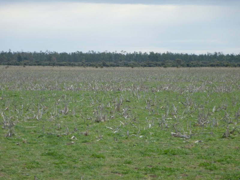 ” WEIR RIVER “, Moonie QLD 4406
