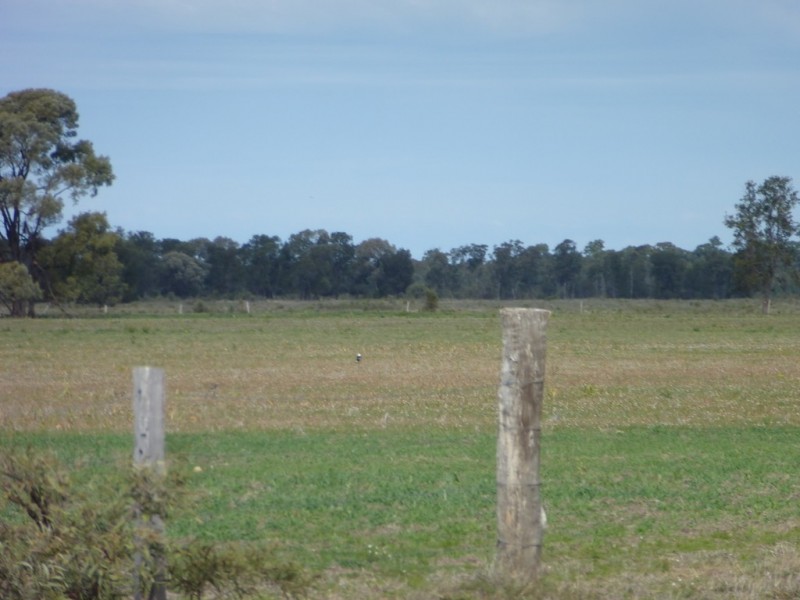 ” WEIR RIVER “, Moonie QLD 4406