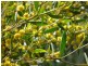 Lot 57 Paddys Creek Road, Miles QLD 4415