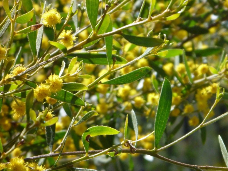 Lot 57 Paddys Creek Road, Miles QLD 4415