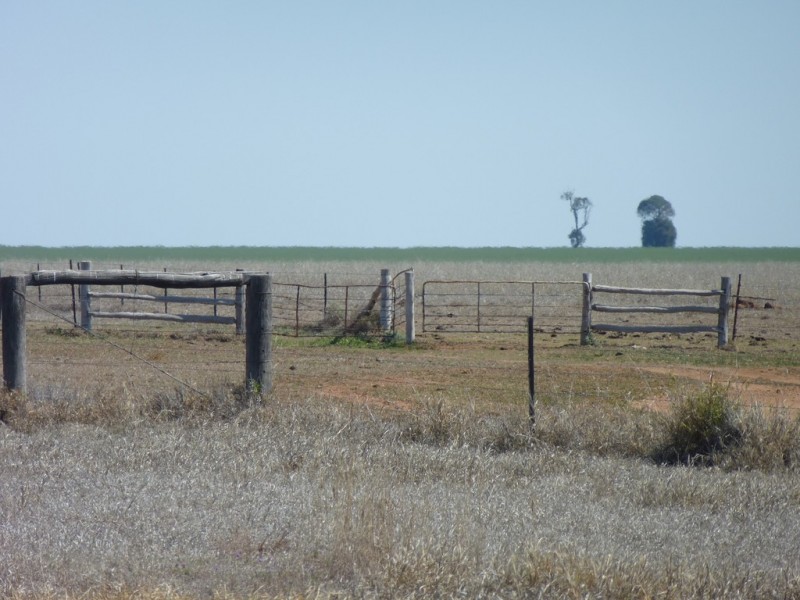 ” TAEMARIE “, Condamine QLD 4416