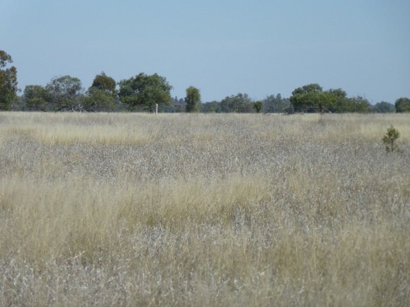 ” TAEMARIE “, Condamine QLD 4416