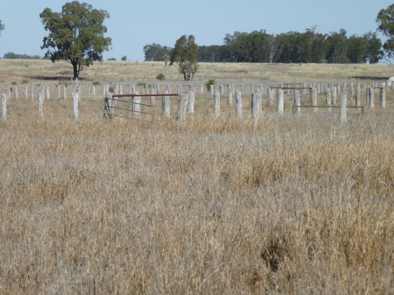 ” TAEMARIE “, Condamine QLD 4416