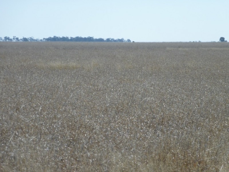 ” TAEMARIE “, Condamine QLD 4416