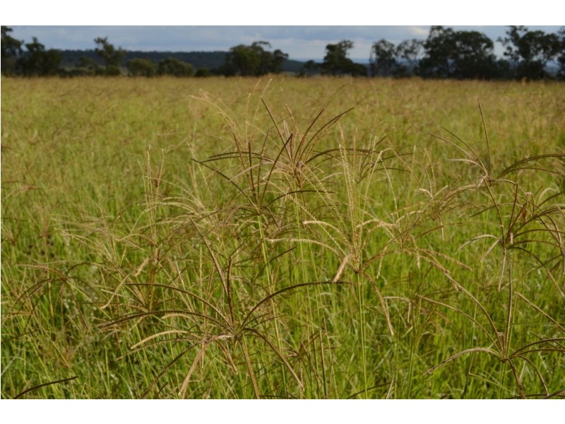 “The Glen” 988 Pilton Valley Rd, Upper Pilton QLD 4361