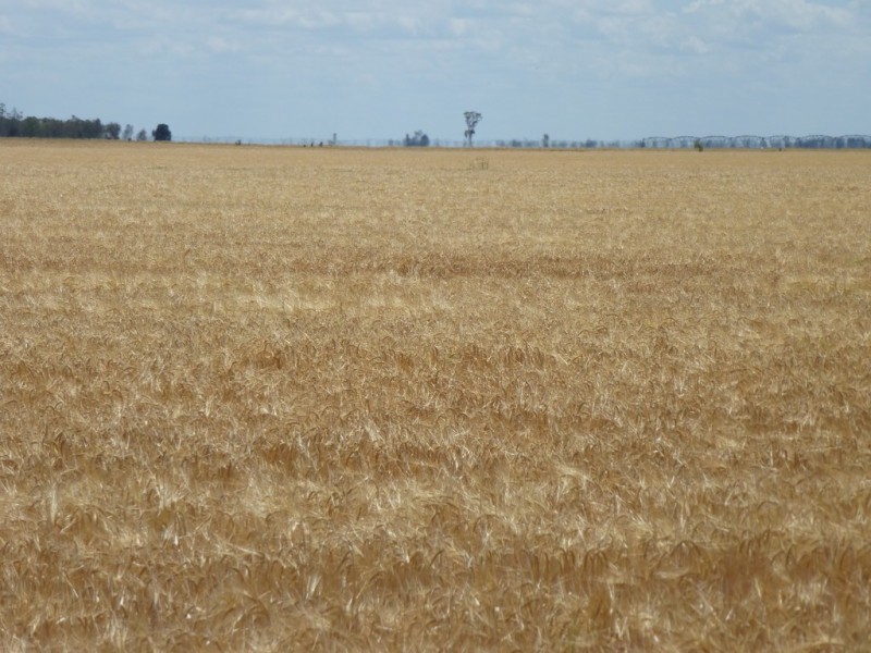 ” West View “, Dalby QLD 4405