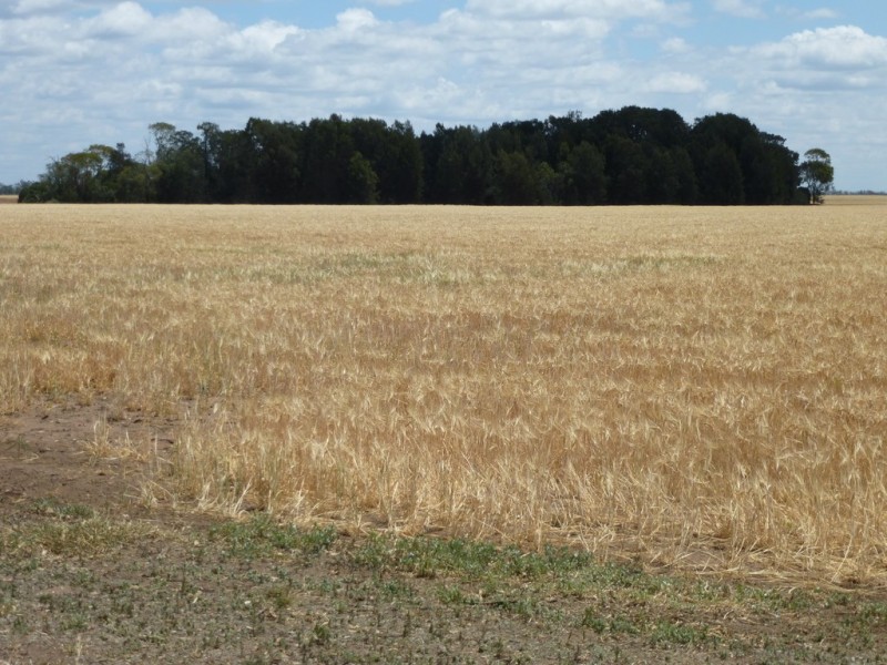 ” West View “, Dalby QLD 4405