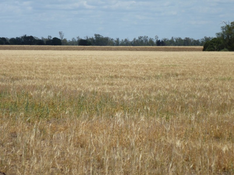 ” West View “, Dalby QLD 4405