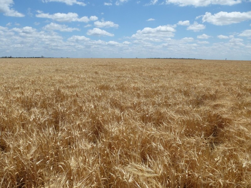 ” West View “, Dalby QLD 4405