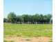 * Turn Turn/Wittenburra, Eulo QLD 4491