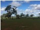 * Turn Turn/Wittenburra, Eulo QLD 4491