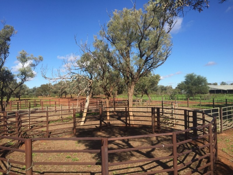 * Turn Turn/Wittenburra, Eulo QLD 4491