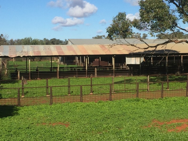 * Turn Turn/Wittenburra, Eulo QLD 4491