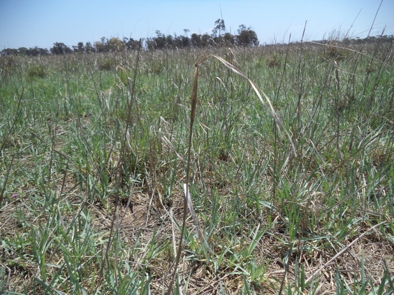 290 “Rosevale” Kerwicks Road, Miles QLD 4415