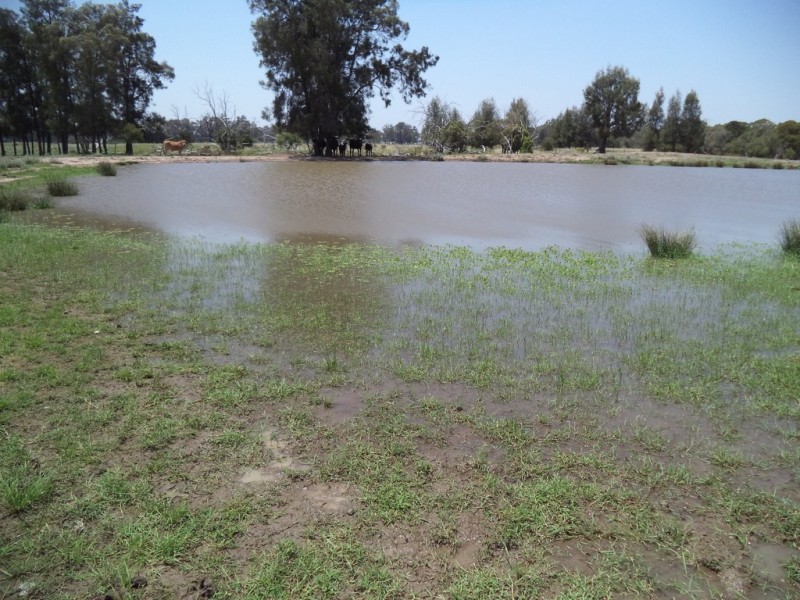 290 “Rosevale” Kerwicks Road, Miles QLD 4415