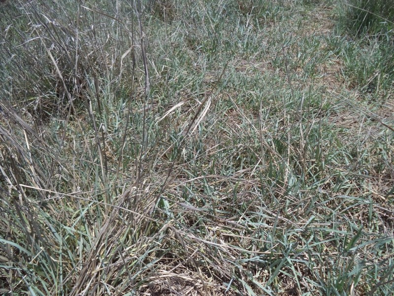 290 “Rosevale” Kerwicks Road, Miles QLD 4415