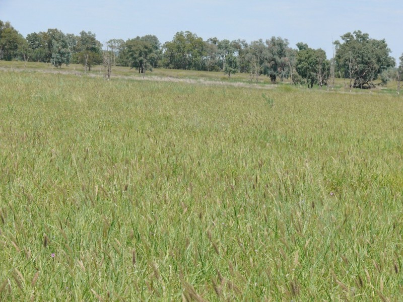 0 Six Mile Road, Roma QLD 4455