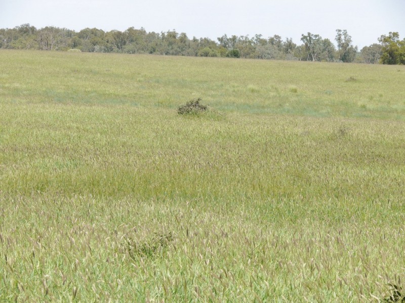 0 Six Mile Road, Roma QLD 4455