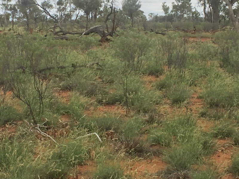 Coongoola QLD 4490
