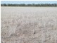 “Sutton Grange”, Meandarra QLD 4422