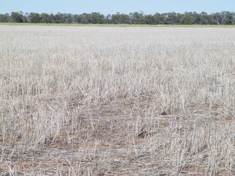 “Sutton Grange”, Meandarra QLD 4422