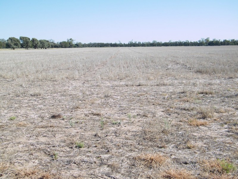 “Sutton Grange”, Meandarra QLD 4422