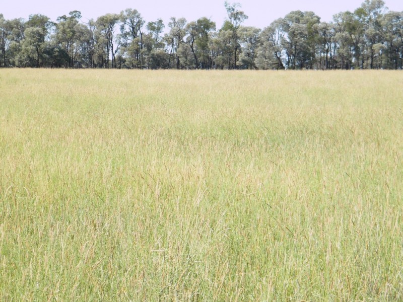 “Sutton Grange”, Meandarra QLD 4422