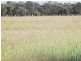 “Sutton Grange”, Meandarra QLD 4422