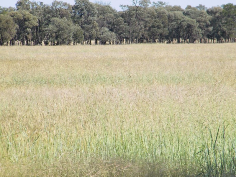 “Sutton Grange”, Meandarra QLD 4422