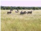 “Sutton Grange”, Meandarra QLD 4422