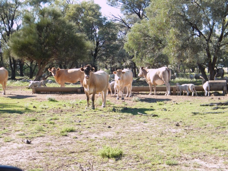 “Sutton Grange”, Meandarra QLD 4422