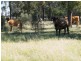 “Sutton Grange”, Meandarra QLD 4422