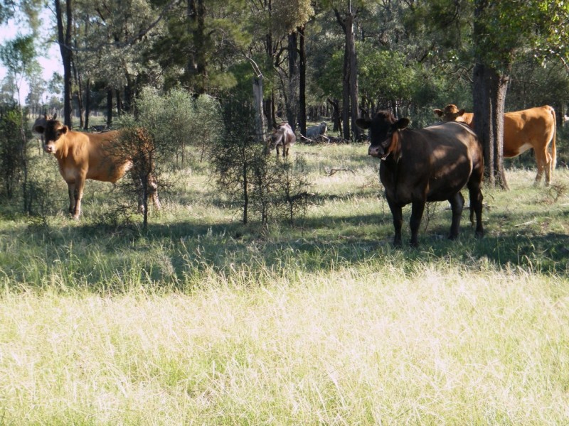 “Sutton Grange”, Meandarra QLD 4422