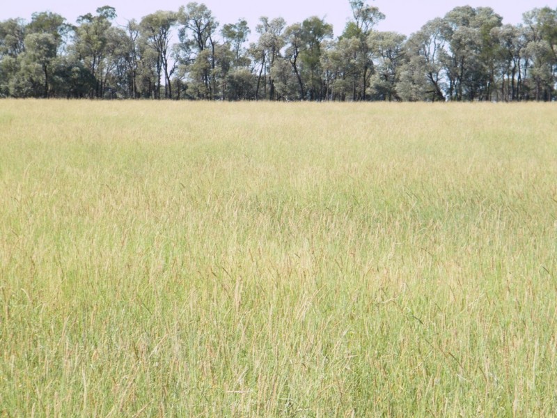 “Sutton Grange”, Meandarra QLD 4422