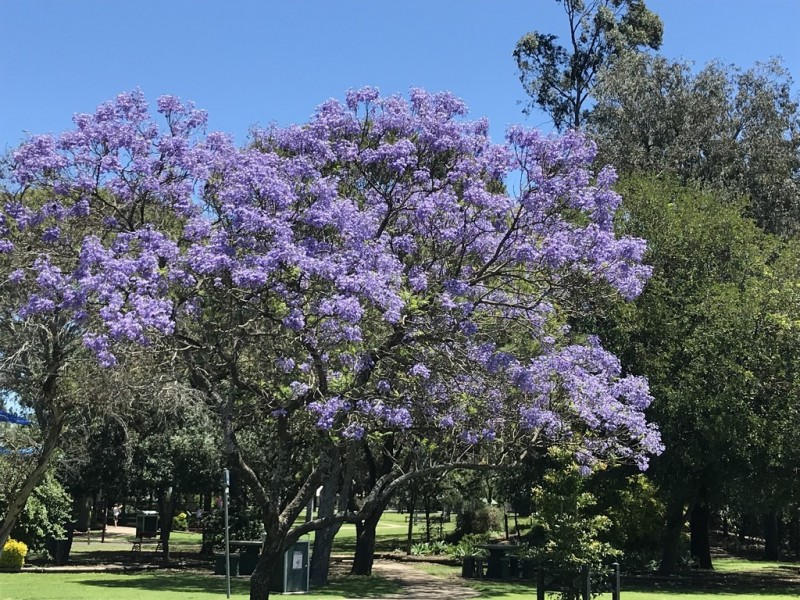 29 Henry Lawson Place, Dalby QLD 4405