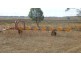“Hillview” Clearing Sale, Kaimkillenbun QLD 4406