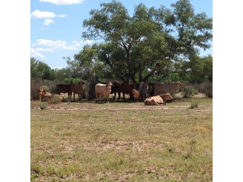 ‘ Burkobulla ‘, Quilpie QLD 4480