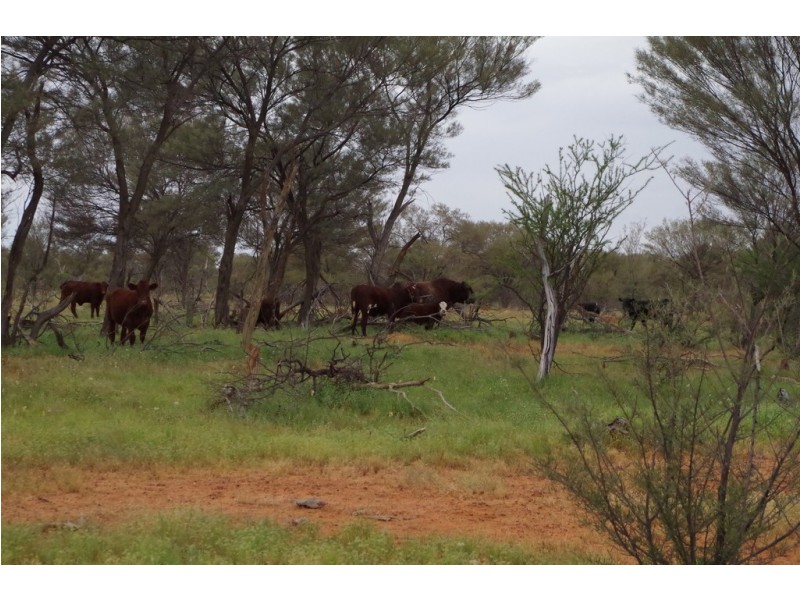 ‘ Burkobulla ‘, Quilpie QLD 4480