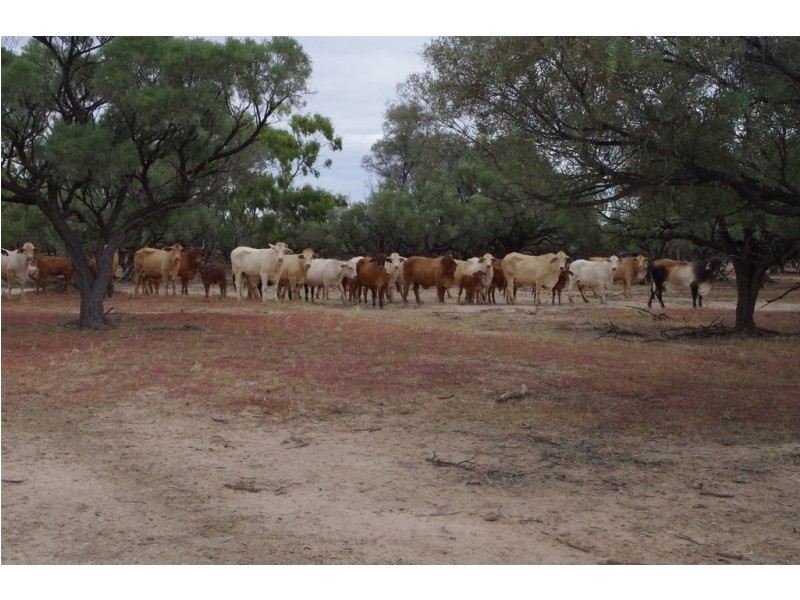 ‘ Burkobulla ‘, Quilpie QLD 4480