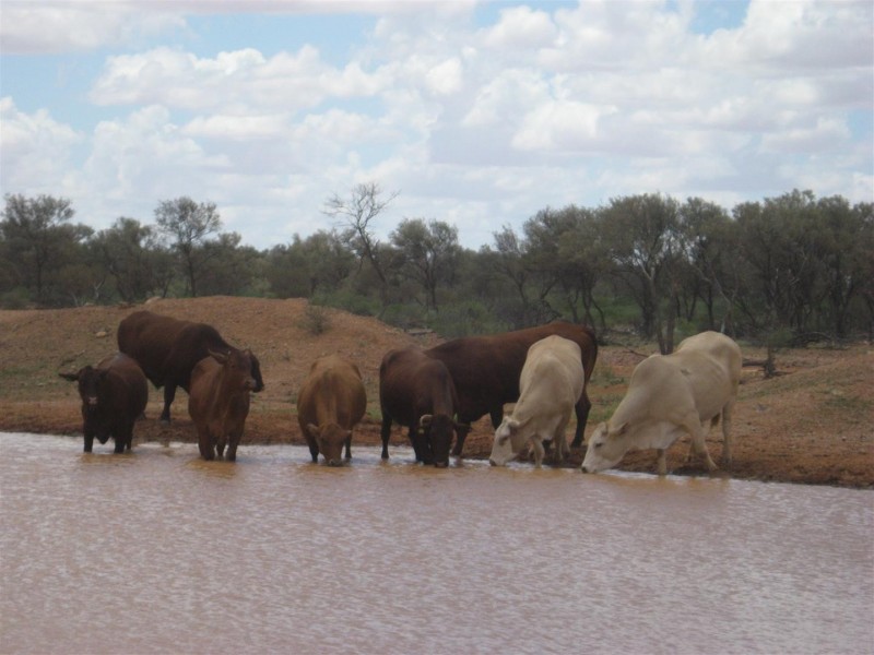 ‘ Burkobulla ‘, Quilpie QLD 4480