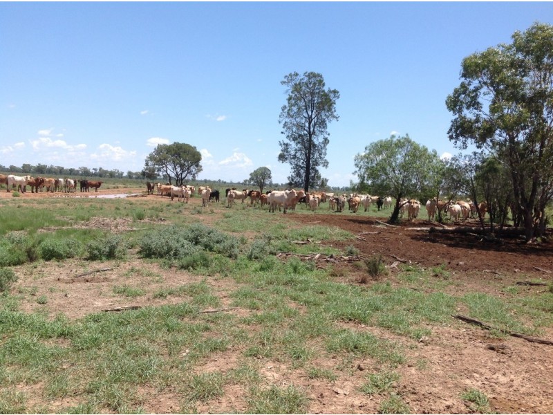 ” Cashmere West”, St George QLD 4487