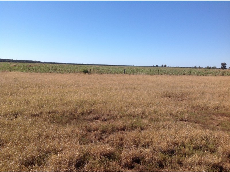 ” Wollambi “, Meandarra QLD 4422